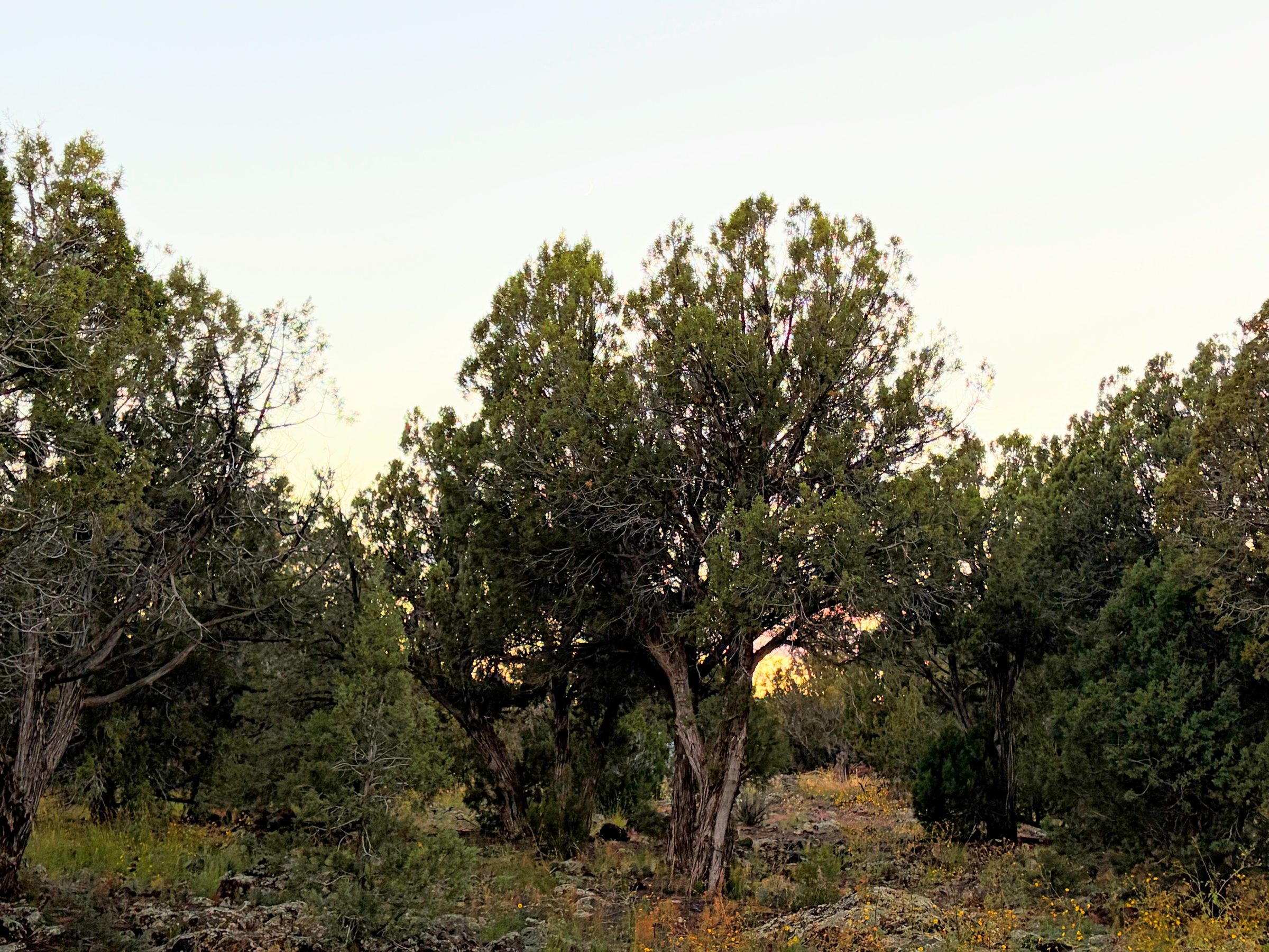 8332 Skyline Dr, Show Low AZ — photo 19