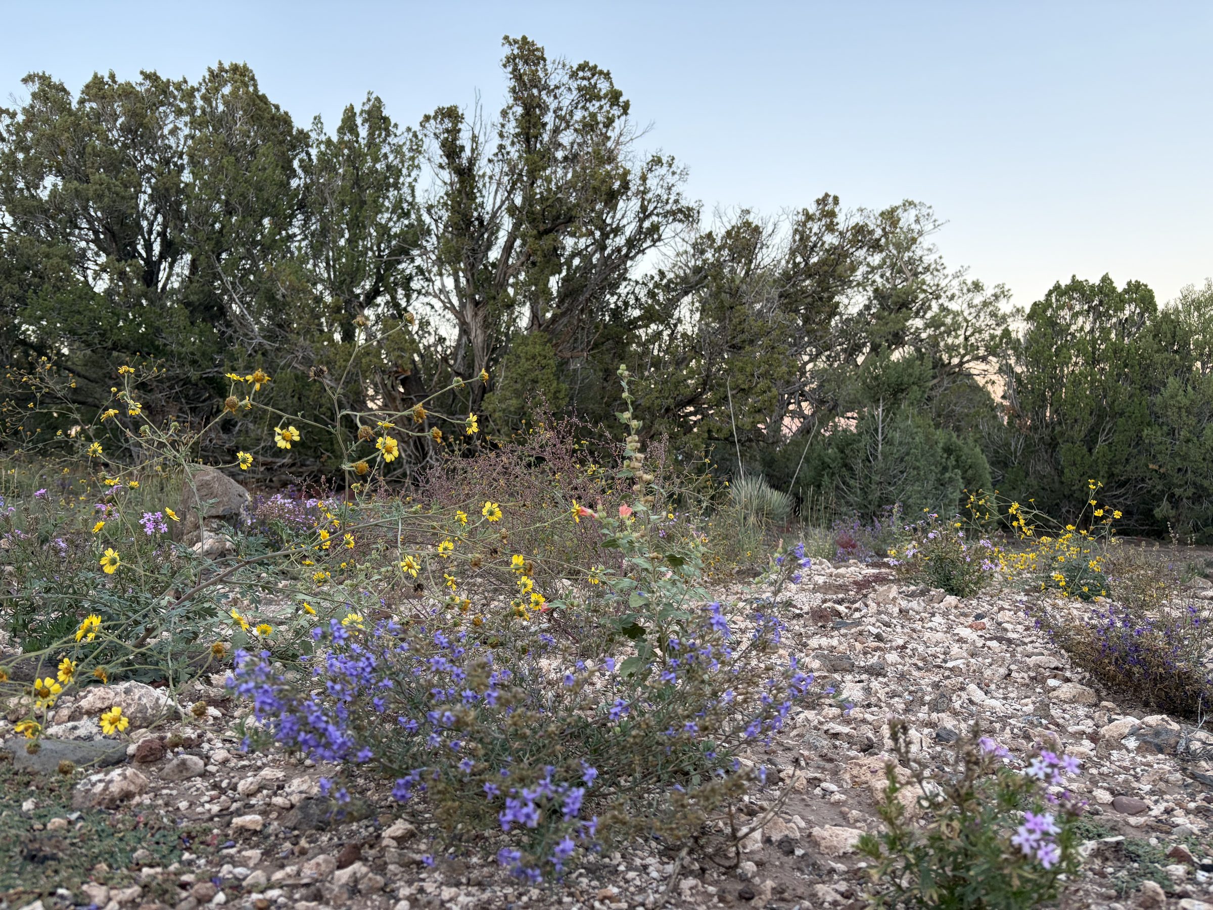 8332 Skyline Dr, Show Low AZ — photo 4