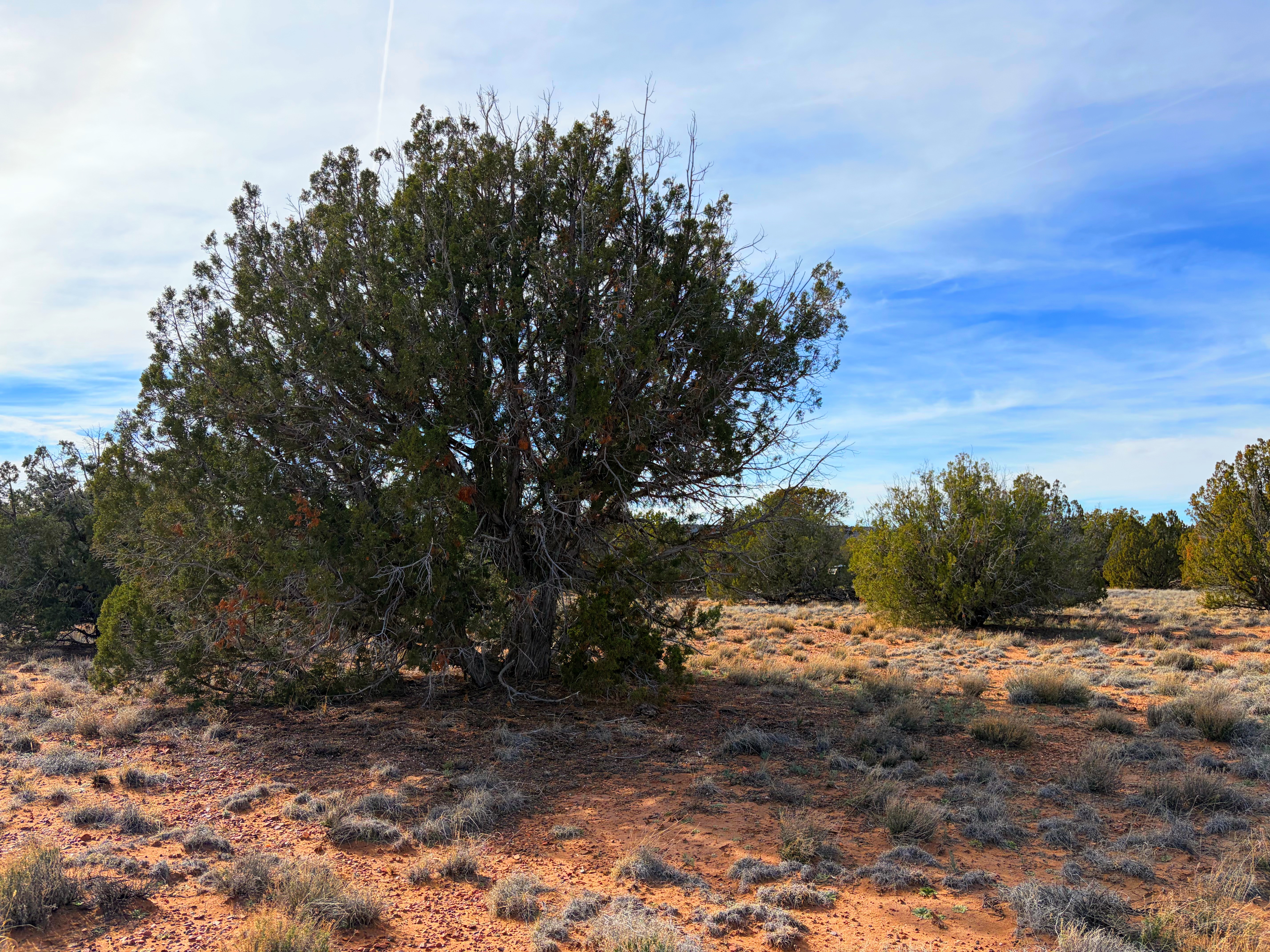 Snowflake AZ — 1.2 acres with financing available photo 17