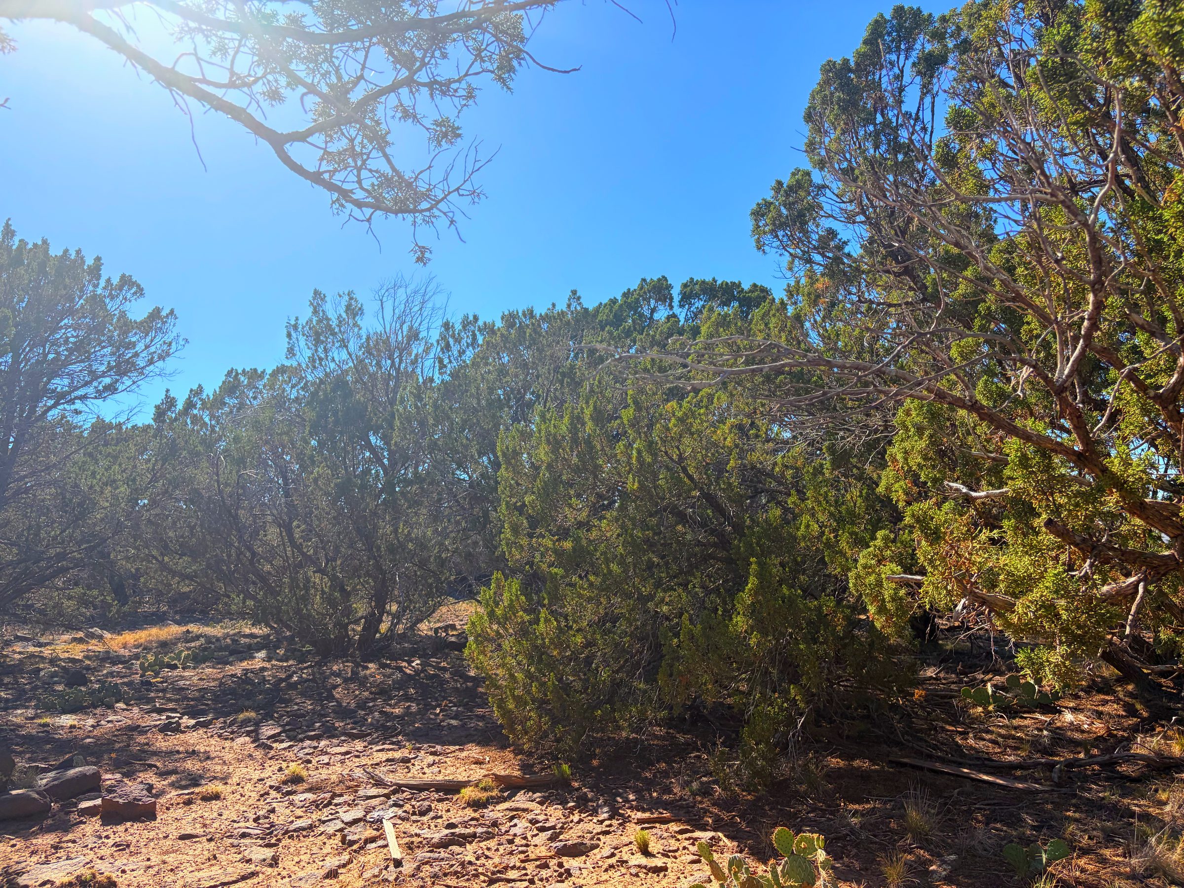 1.2 Acres in Show Low | White Mountains Getaway, Show Low AZ — photo 29