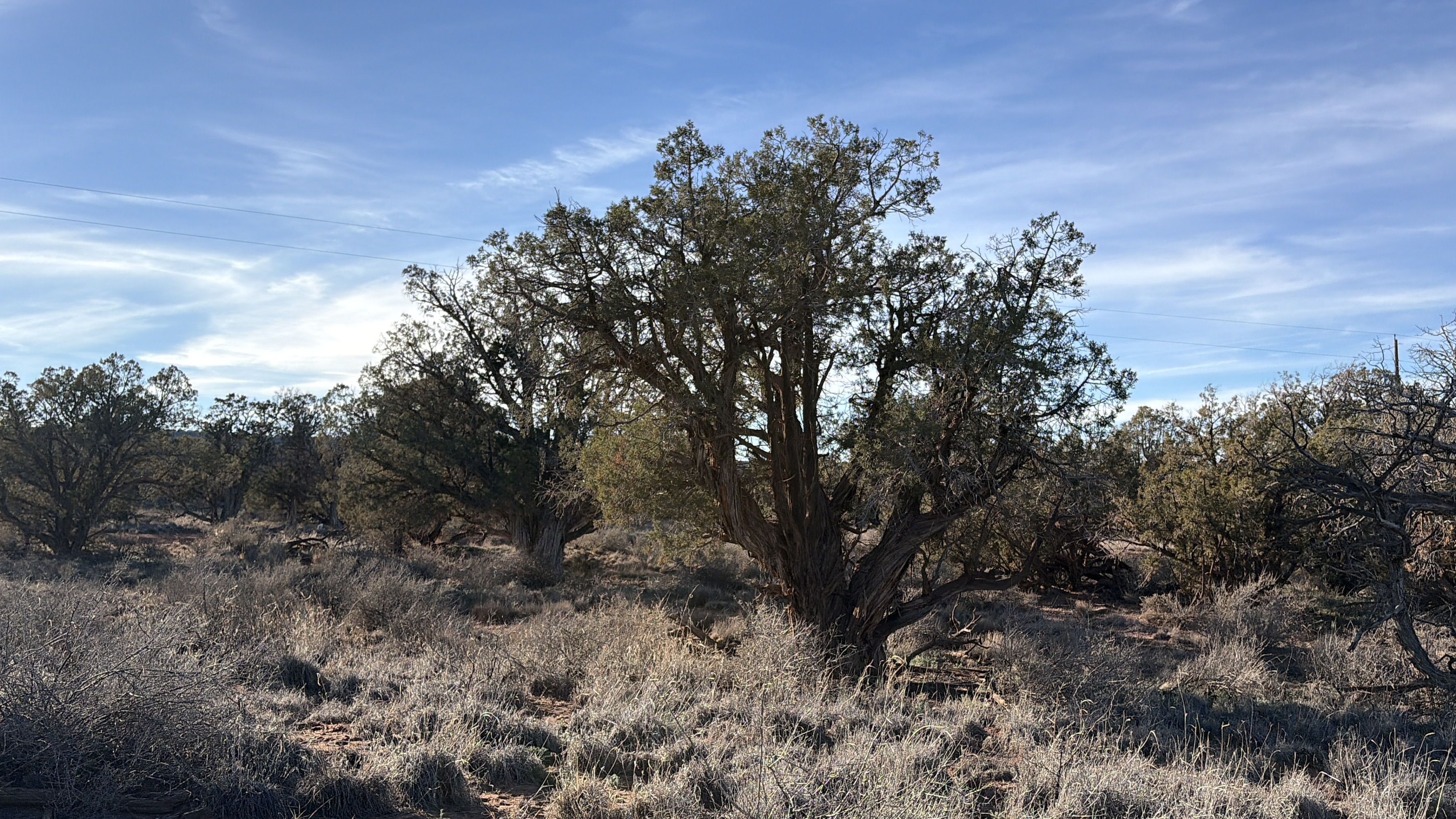 Snowflake AZ — 1.18 acres with financing available photo 7