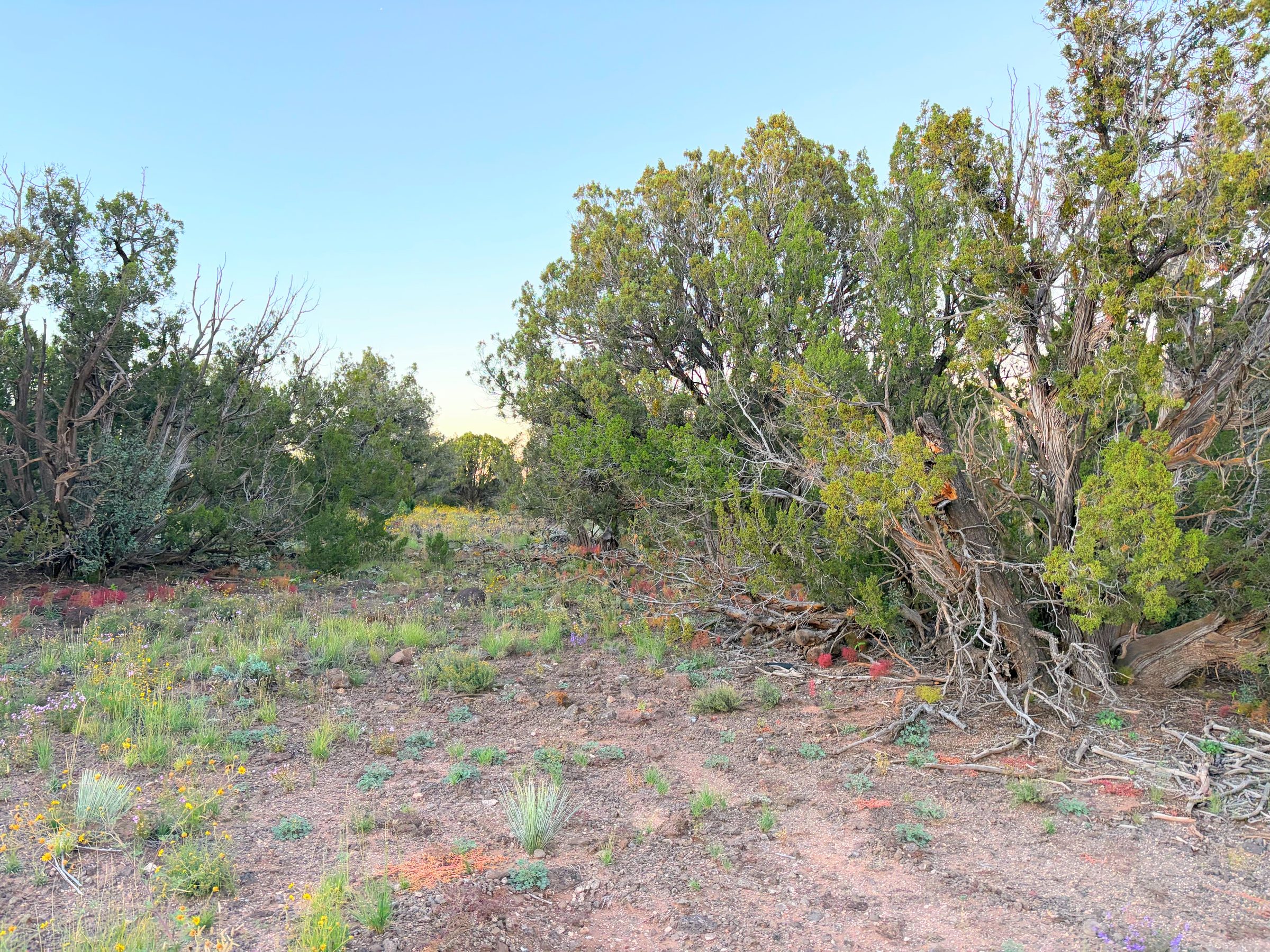 8332 Skyline Dr, Show Low AZ — photo 6