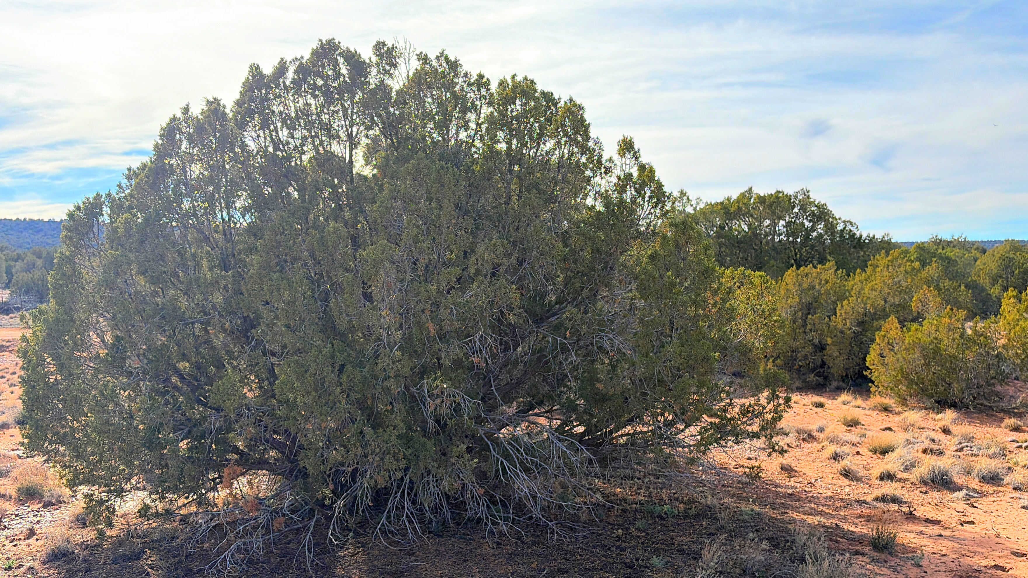 Snowflake AZ — 1.2 acres with financing available photo 9